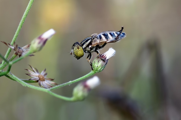 Eristalinus o hoverfly appollaiato su un piccolo fiore