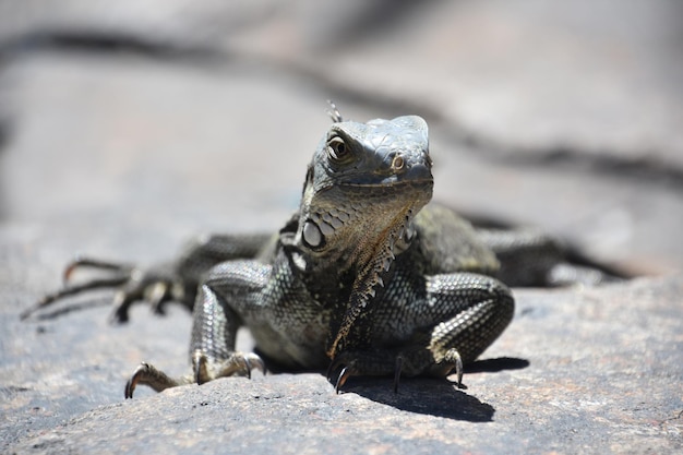 Esaminando il volto di una grande iguana