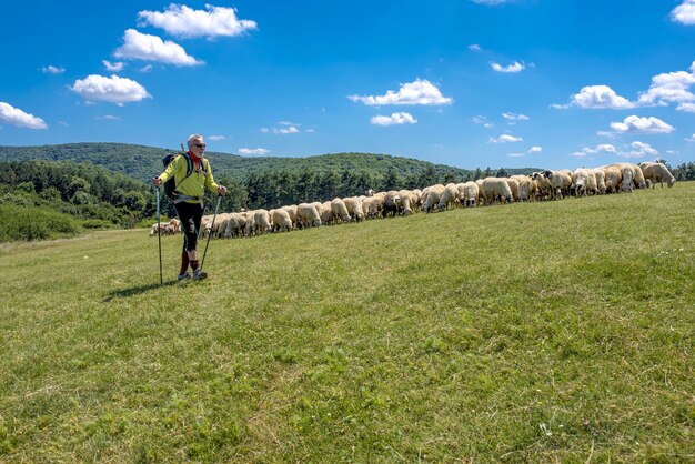 Escursionista maschio anziano che cammina attraverso un pascolo con pecore
