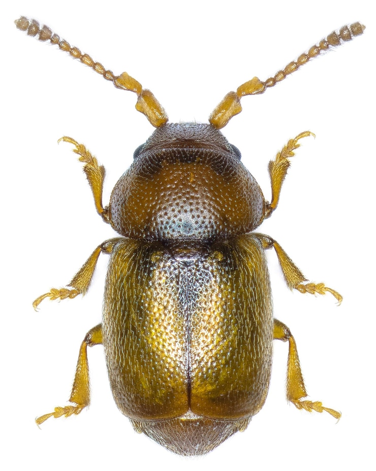 Foto gratuito esemplare di scarabeo kateretes pedicularius