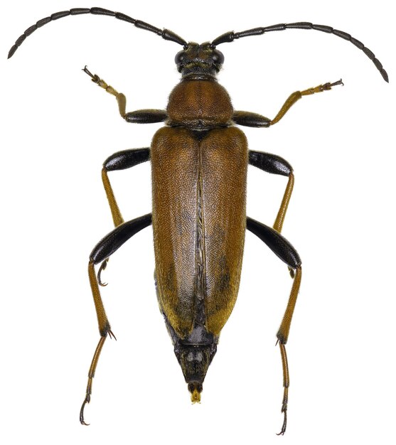 Esemplare di scarabeo Stictoleptura rubra