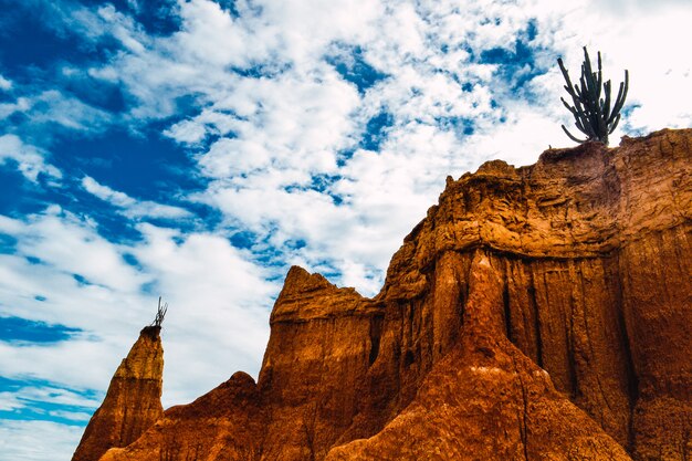 Esotica pianta selvatica che cresce sulle rocce nel deserto di Tatacoa, Colombia sotto il cielo blu