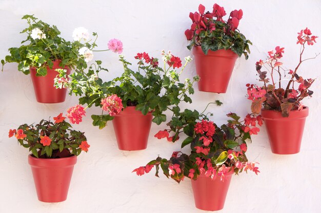 Esposizione del vaso di fiori imbiancata del villaggio di Andalusia Spagna