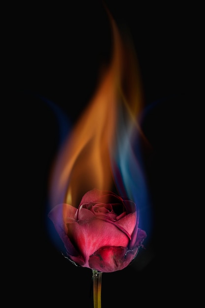 Estetico fiore rosa in fiamme, effetto fiamma realistico su sfondo scuro