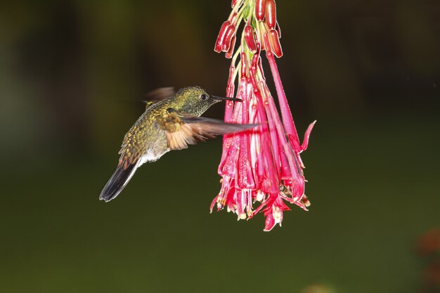 Eupherusa eximia maschio colibrì dalla coda a strisce