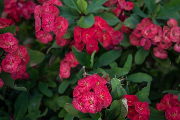 Euphorbia milii, la corona di spine, chiamata Corona de Cristo in America Latina è una specie di pianta da fiore della famiglia delle Euforbiacee