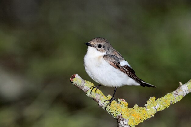 European pied flycatcher Ficedula hypoleuca, Malta, Mediterraneo