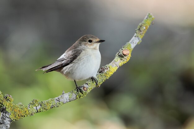 European pied flycatcher Ficedula hypoleuca, Malta, Mediterraneo