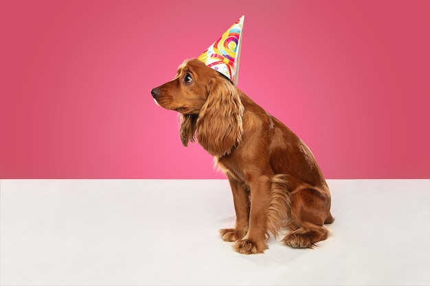 Evento celebrativo. Il giovane cane inglese del cocker spaniel sta posando. Simpatico cagnolino marrone giocoso o seduta da compagnia isolata sulla parete rosa. Concetto di movimento, azione, movimento, amore per gli animali domestici. Sembra fico.