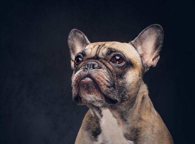 Faccia buffa di un cane carlino. Isolato su uno sfondo scuro.