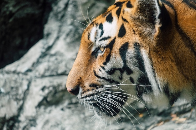 faccia closeup tigre di asia