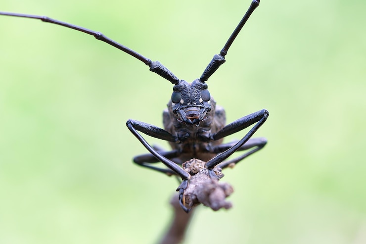 Foto gratuito faccia del primo piano dello scarabeo di longhorn sull'insetto del fronte del primo piano del ramo