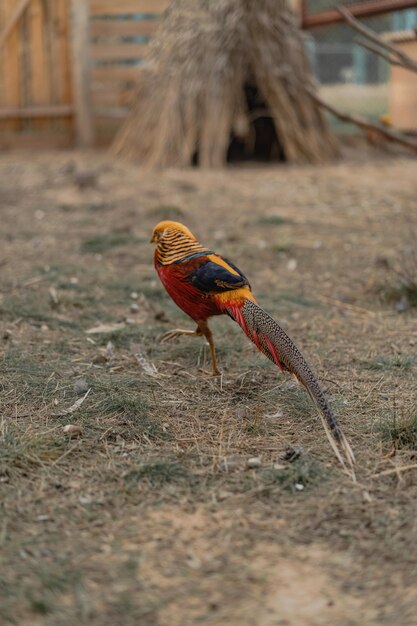 Fagiano dorato (Chrysolophus pictus) o fagiano cinese all'aperto