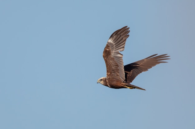 Falco dalla coda rossa che vola sotto un cielo blu chiaro