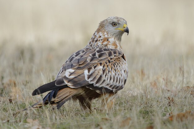 Falco marrone in un campo erboso con uno spazio sfocato