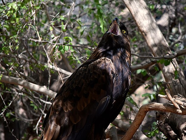 Falco nero con una bocca aperta in piedi su un ramo di un albero sotto la luce solare