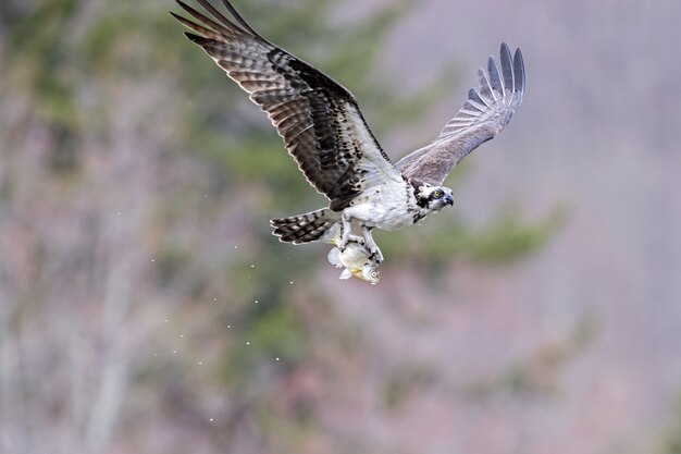 Falco pescatore volante che tiene un pesce con le zampe sotto la luce del sole con uno sfocato