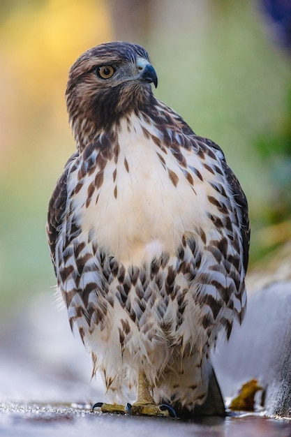 Falco seduto in natura