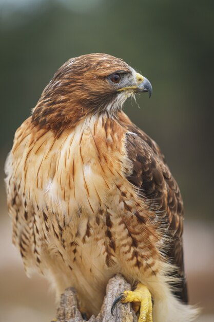 Falco seduto su un ramo