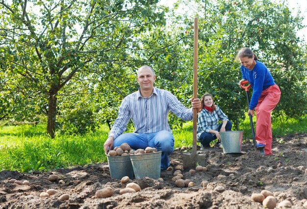 famiglia che raccoglie patate in giardino