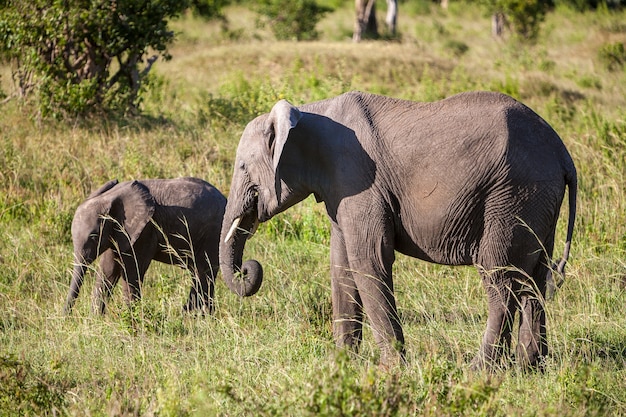 Famiglia dell'elefante africano che cammina nella savana