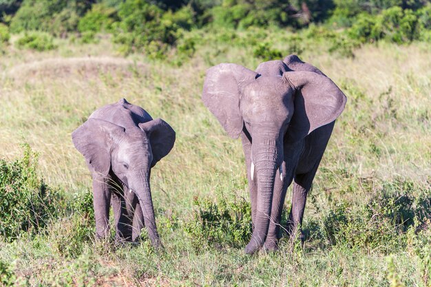 Famiglia dell'elefante che cammina nella savana