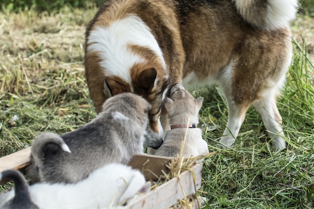 Famiglia di cani felice che non teme né guai né guai e rimarrà insieme fino alla fine