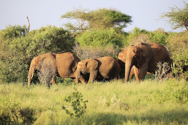 Famiglia di elefanti nel parco nazionale orientale di Tsavo, Kenya, Africa