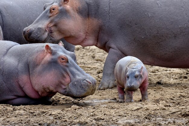 Famiglia di ippopotamo fuori dall'acqua