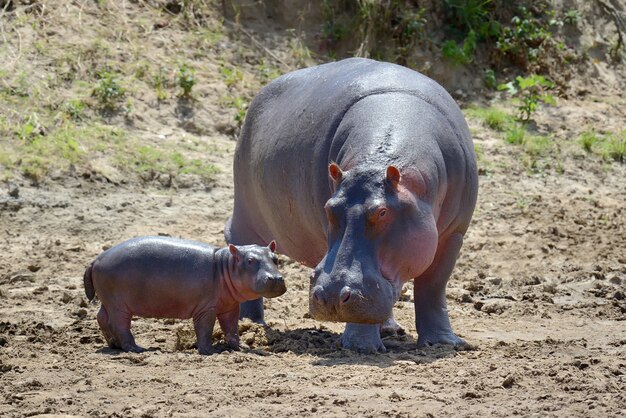 Famiglia di ippopotamo nel parco nazionale del Kenya, Africa