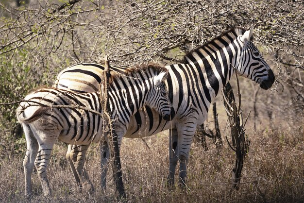 Famiglia di zebre in Sud Africa