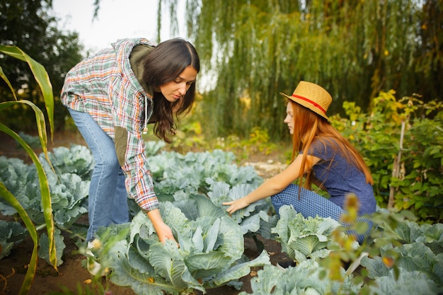 Famiglia felice durante la raccolta del cavolo in un giardino all'aperto