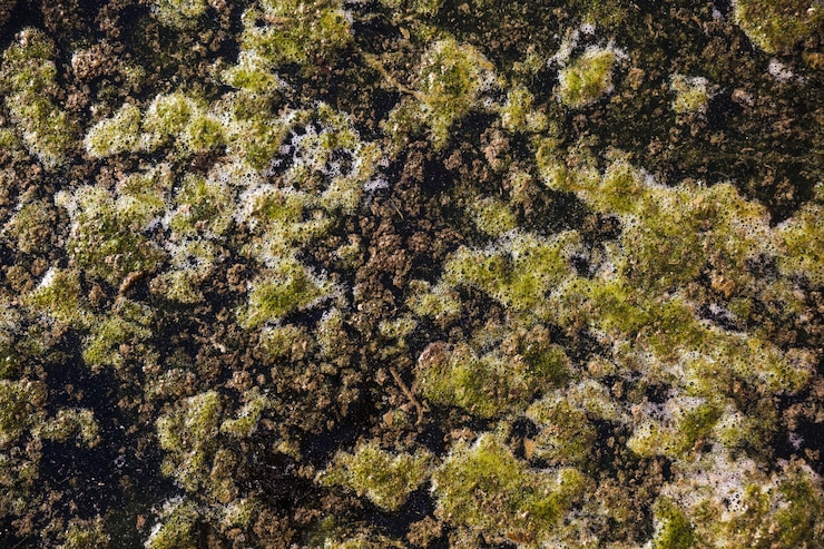 Foto gratuito fango sulla superficie dell&#39;acqua