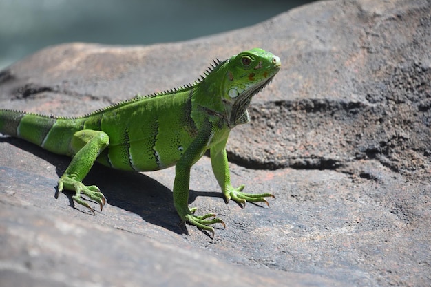 Fantastica lucertola verde iguana su una grande roccia ad Aruba