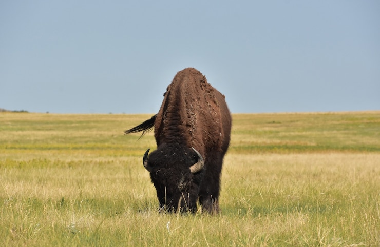 Foto gratuito fantastica prateria con un bisonte che pascola sull'erba in south dakota.