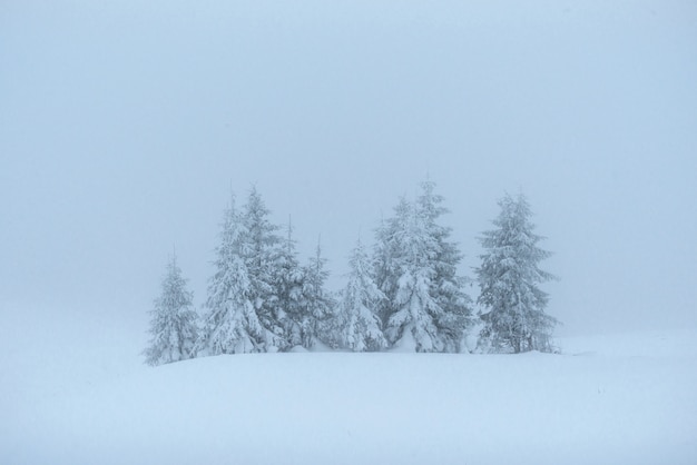 Fantastico paesaggio invernale. Alla vigilia della vacanza. La scena drammatica. Carpazi, Ucraina, Europa. Felice anno nuovo