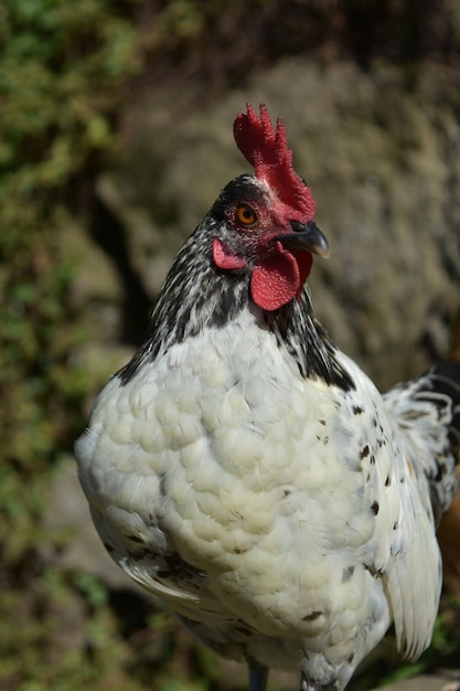 Fantastico sguardo ravvicinato a uno splendido pollo bianco ruspante.