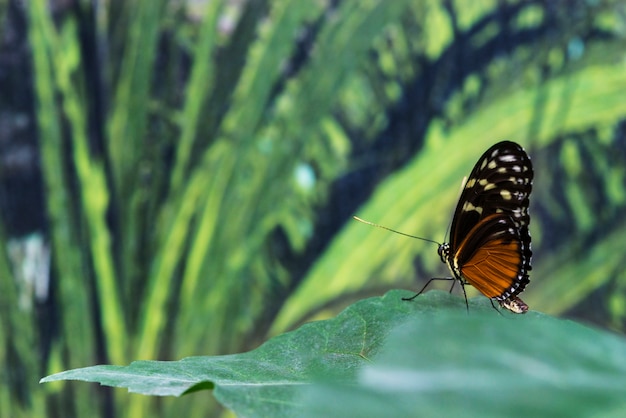 Farfalla bella vista laterale sulla foglia