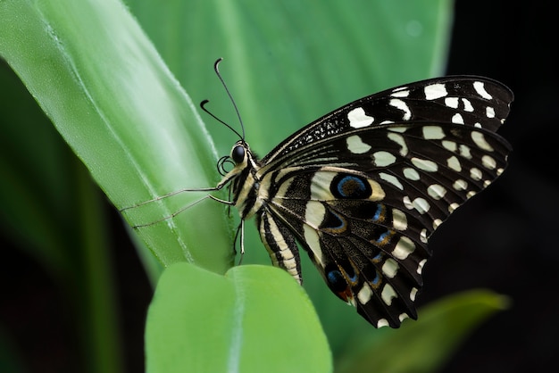 Farfalla Buckeye posta sulla foglia