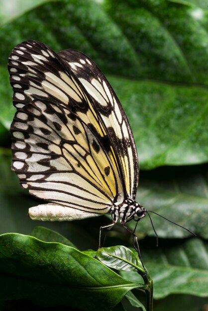 Farfalla colorata pallida con sfondo di fogliame