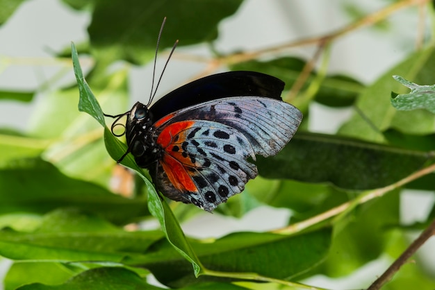 Farfalla delicata di vista laterale in natura