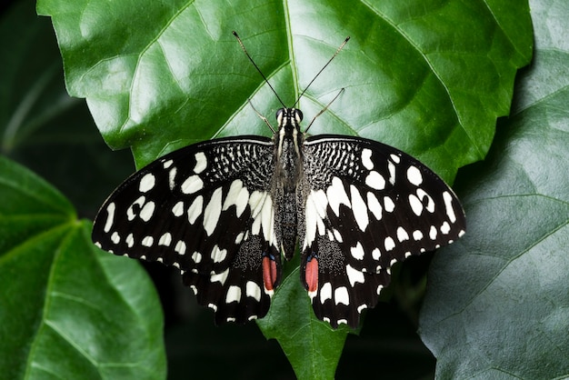 Farfalla dettagliata di vista superiore che si siede sulla foglia
