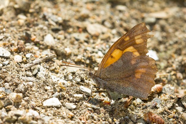 Farfalla di colore marrone sul terreno catturata in una giornata di sole