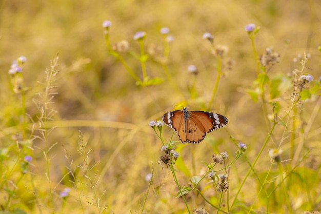 Farfalla marrone e nera sul fiore giallo