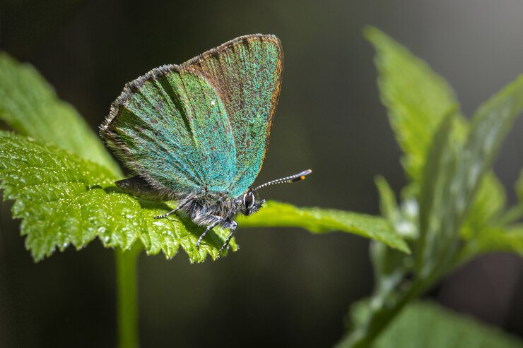 Farfalla multicolore da vicino