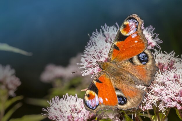 Farfalla multicolore sulla pianta