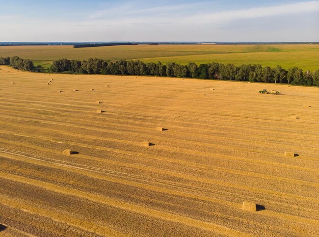 Fasci di paglia in un campo di grano