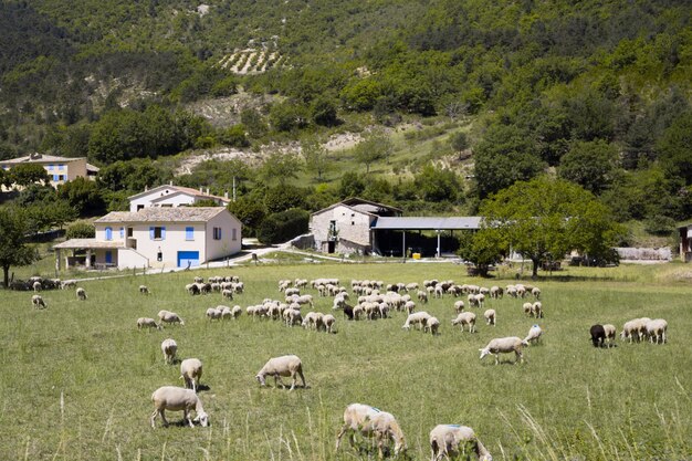 Fattoria di alta montagna.