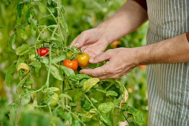 Fattoria di pomodori. Immagine ravvicinata delle mani dell'uomo che tengono i pomodori freschi