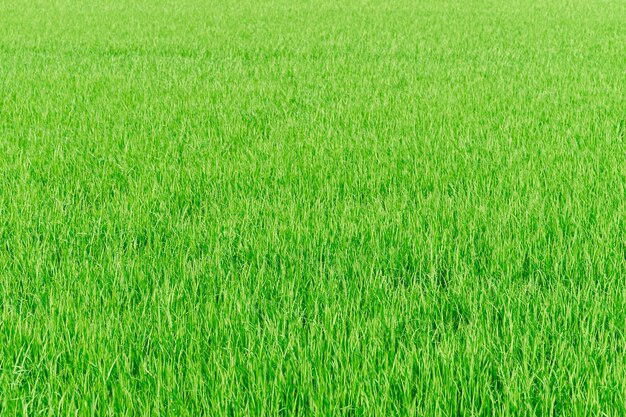 Fattoria di riso verde risaia natura texture di sfondo
